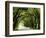 Canopy Road I-James McLoughlin-Framed Photographic Print