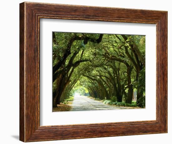 Canopy Road I-James McLoughlin-Framed Photographic Print