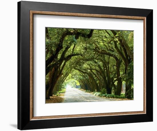 Canopy Road I-James McLoughlin-Framed Photographic Print