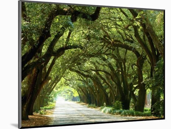 Canopy Road I-James McLoughlin-Mounted Photographic Print