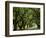 Canopy Road II-James McLoughlin-Framed Photographic Print