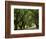 Canopy Road II-James McLoughlin-Framed Photographic Print