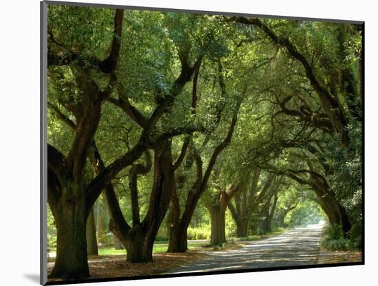 Canopy Road II-James McLoughlin-Mounted Photographic Print