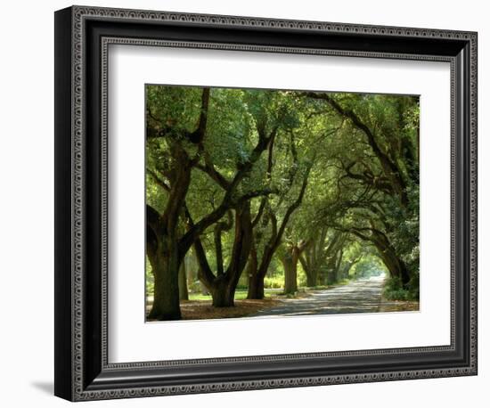 Canopy Road II-James McLoughlin-Framed Photographic Print