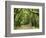 Canopy Road III-James McLoughlin-Framed Photographic Print