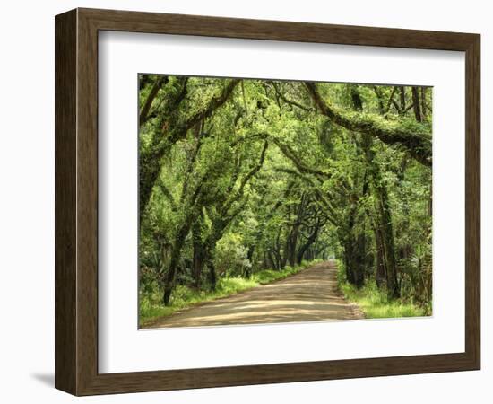 Canopy Road III-James McLoughlin-Framed Photographic Print