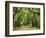 Canopy Road III-James McLoughlin-Framed Photographic Print