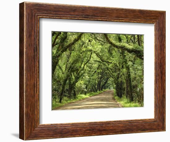 Canopy Road III-James McLoughlin-Framed Photographic Print