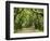 Canopy Road III-James McLoughlin-Framed Photographic Print