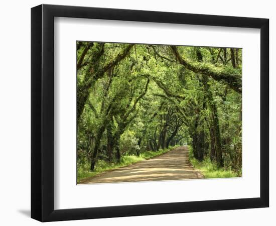 Canopy Road III-James McLoughlin-Framed Photographic Print