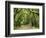 Canopy Road III-James McLoughlin-Framed Photographic Print