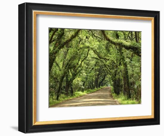 Canopy Road III-James McLoughlin-Framed Photographic Print