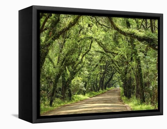 Canopy Road III-James McLoughlin-Framed Premier Image Canvas