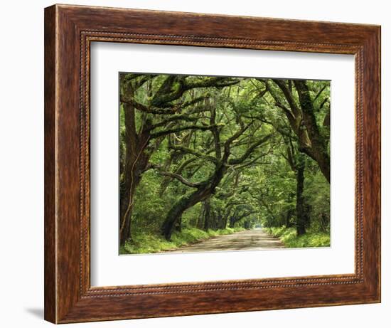 Canopy Road IV-James McLoughlin-Framed Photographic Print