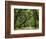 Canopy Road IV-James McLoughlin-Framed Photographic Print