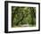 Canopy Road IV-James McLoughlin-Framed Photographic Print