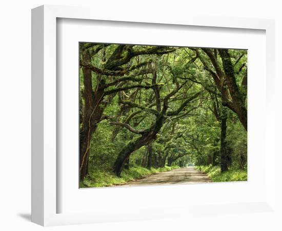 Canopy Road IV-James McLoughlin-Framed Photographic Print