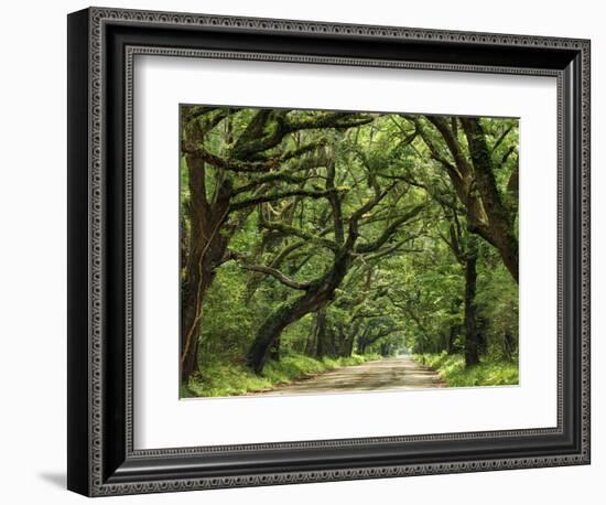 Canopy Road IV-James McLoughlin-Framed Photographic Print