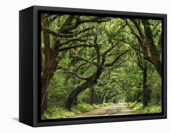 Canopy Road IV-James McLoughlin-Framed Premier Image Canvas