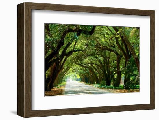 Canopy Road Panorama I-James McLoughlin-Framed Photographic Print