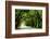 Canopy Road Panorama I-James McLoughlin-Framed Photographic Print