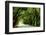 Canopy Road Panorama I-James McLoughlin-Framed Photographic Print