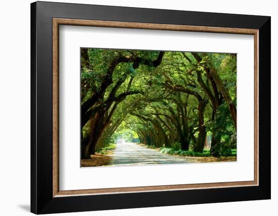 Canopy Road Panorama I-James McLoughlin-Framed Photographic Print