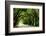 Canopy Road Panorama I-James McLoughlin-Framed Photographic Print