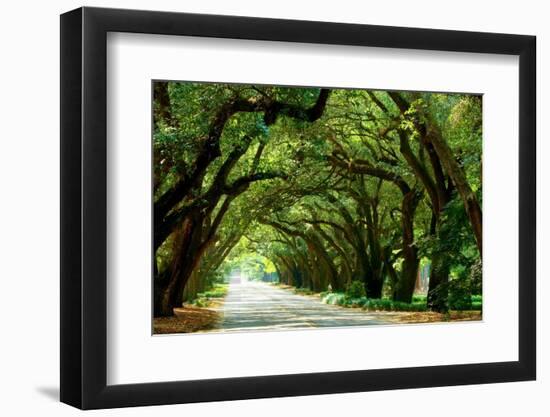 Canopy Road Panorama I-James McLoughlin-Framed Photographic Print