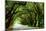 Canopy Road Panorama I-James McLoughlin-Mounted Photographic Print