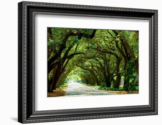 Canopy Road Panorama I-James McLoughlin-Framed Photographic Print