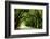 Canopy Road Panorama I-James McLoughlin-Framed Photographic Print