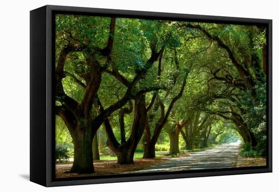 Canopy Road Panorama II-James McLoughlin-Framed Premier Image Canvas