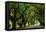 Canopy Road Panorama II-James McLoughlin-Framed Premier Image Canvas