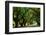 Canopy Road Panorama II-James McLoughlin-Framed Photographic Print