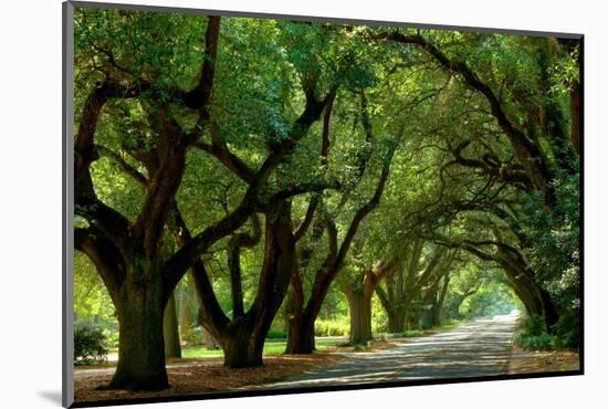 Canopy Road Panorama II-James McLoughlin-Mounted Photographic Print