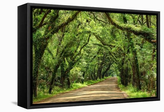 Canopy Road Panorama III-James McLoughlin-Framed Premier Image Canvas