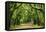 Canopy Road Panorama III-James McLoughlin-Framed Premier Image Canvas