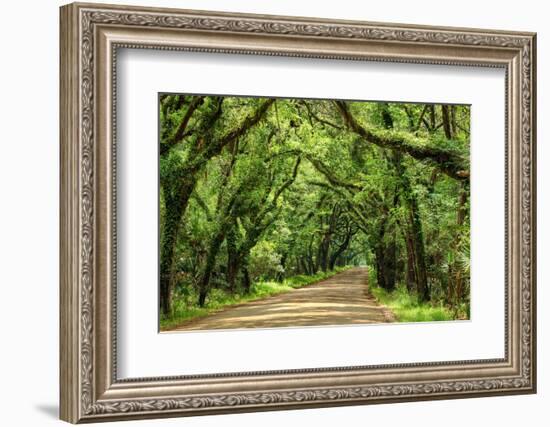 Canopy Road Panorama III-James McLoughlin-Framed Photographic Print