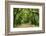 Canopy Road Panorama III-James McLoughlin-Framed Photographic Print