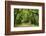 Canopy Road Panorama III-James McLoughlin-Framed Photographic Print