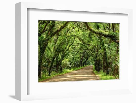 Canopy Road Panorama III-James McLoughlin-Framed Photographic Print