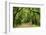 Canopy Road Panorama III-James McLoughlin-Framed Photographic Print