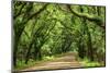 Canopy Road Panorama III-James McLoughlin-Mounted Photographic Print