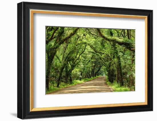 Canopy Road Panorama III-James McLoughlin-Framed Photographic Print