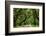 Canopy Road Panorama IV-James McLoughlin-Framed Photographic Print