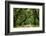 Canopy Road Panorama IV-James McLoughlin-Framed Photographic Print