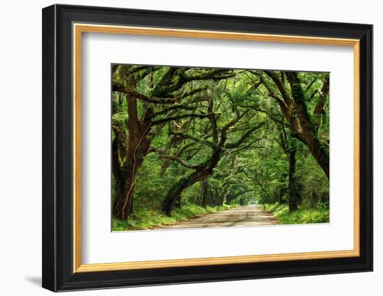 Canopy Road Panorama IV-James McLoughlin-Framed Photographic Print