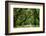 Canopy Road Panorama IV-James McLoughlin-Framed Photographic Print