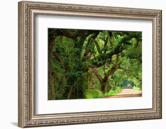 Canopy Road Panorama V-James McLoughlin-Framed Photographic Print